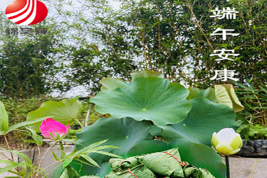 粽情端午，岁岁安康。